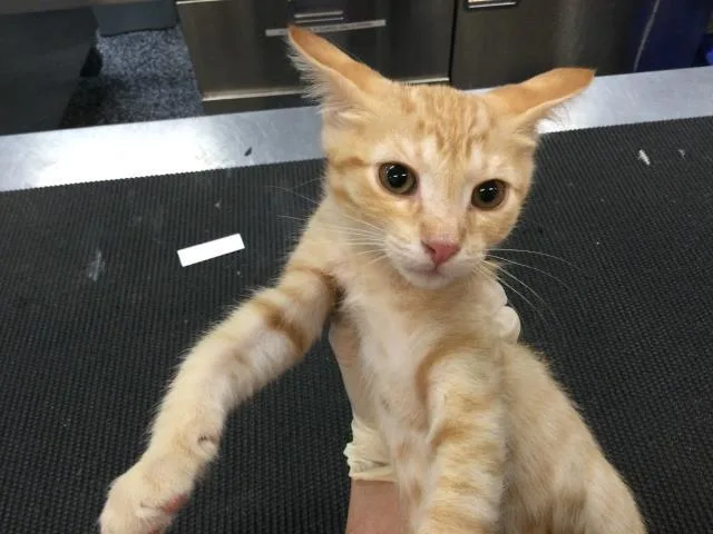 A baby small-sized male Domestic Short Hair cat named Oliver for adoption in Thousand Palms, CA