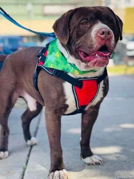 An adult large-sized male American Bully dog named Bubba for adoption in Covington, GA