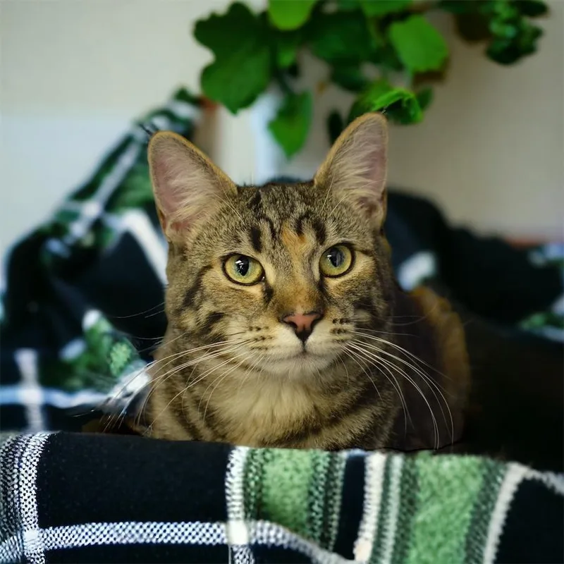 Duchess Country Club Fiv+ thumbnail 2