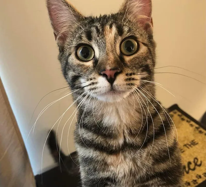 Duchess Country Club Fiv+ thumbnail 3