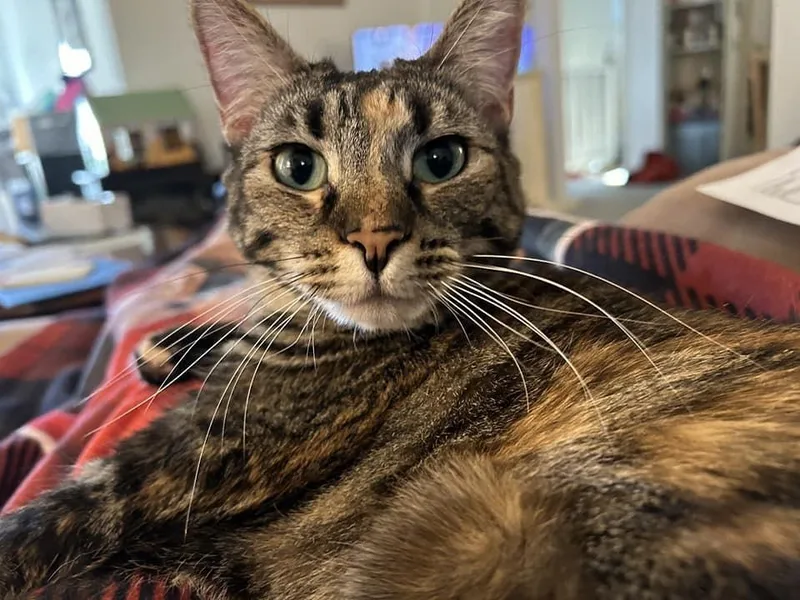 Duchess Country Club Fiv+ thumbnail 5