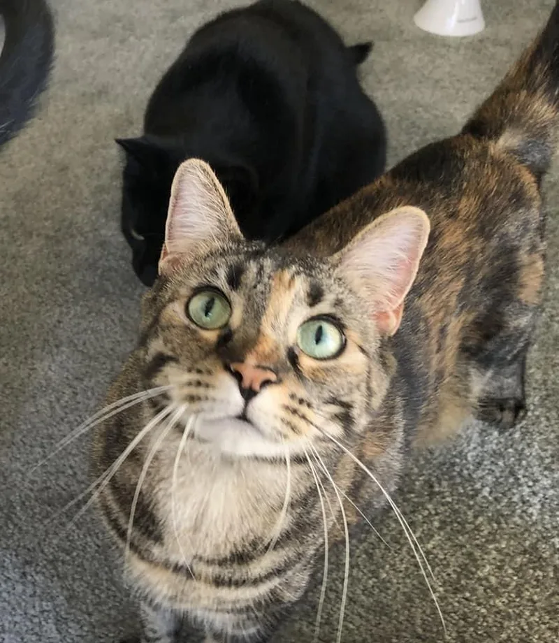 Duchess Country Club Fiv+ thumbnail 6