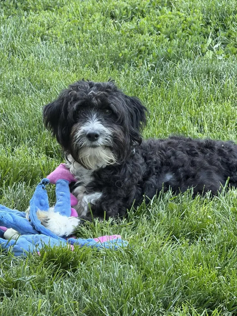 An adult medium-sized female Miniature Poodle dog named Anna Banana for adoption in LEWISTON, ID