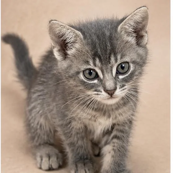 A baby small-sized female Gray / Blue / Silver Domestic Short Hair cat named Canela for adoption in Tustin, CA