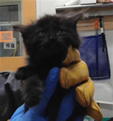 A baby small-sized female Domestic Short Hair cat named Lizzie for adoption in Albuquerque, NM