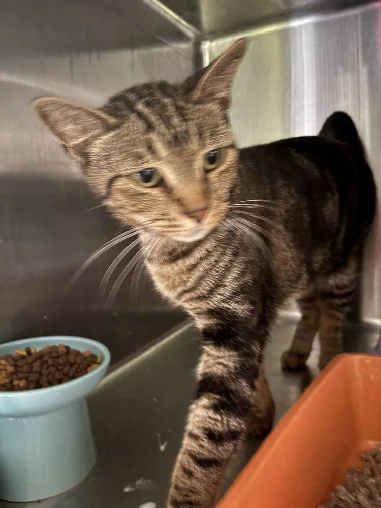 A young small-sized male Domestic Short Hair cat named Ck for adoption in Orlando, FL