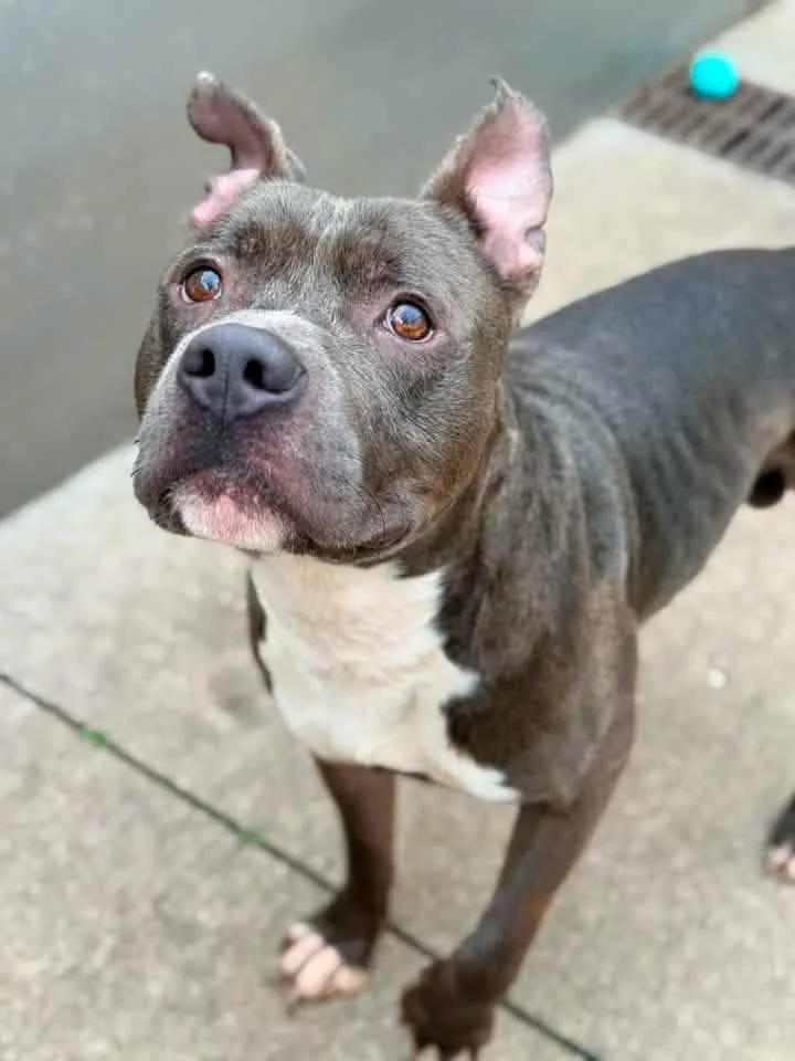 An adult medium-sized male Gray / Blue / Silver Pit Bull Terrier dog named Busboy for adoption in Chicago, IL