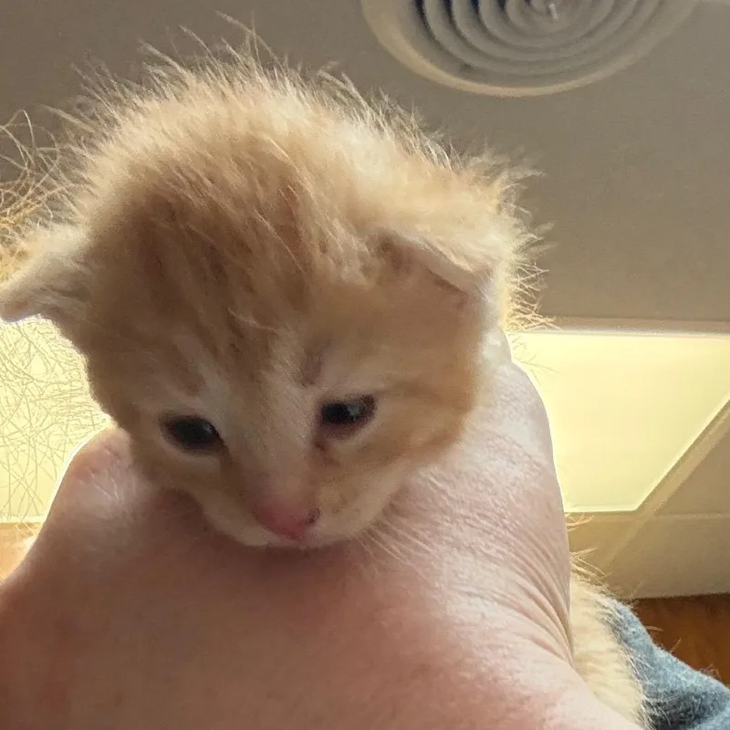 A baby small-sized female Orange / Red American Shorthair cat named Fava for adoption in Greenfield, IN