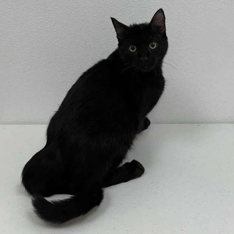 A young medium-sized male Domestic Short Hair cat named Jay for adoption in Newberg, OR