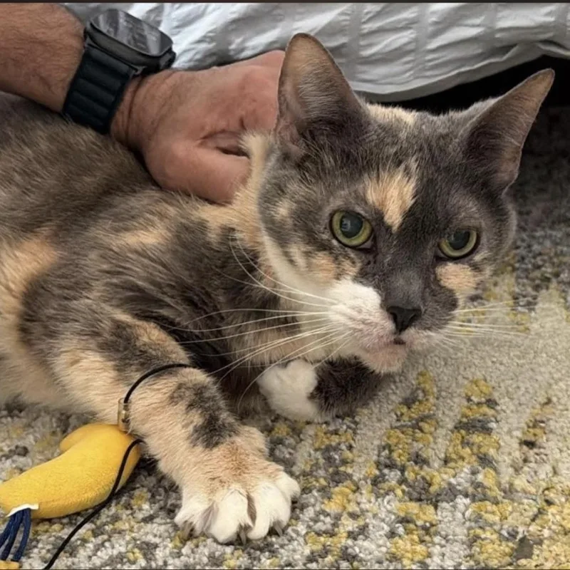 A senior medium-sized female Dilute Tortoiseshell Domestic Short Hair cat named Eddie for adoption in Weehawken, NJ