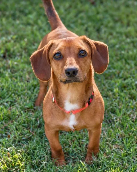 A young small-sized male Golden Dachshund dog named Benny for adoption in Winston-Salem, NC