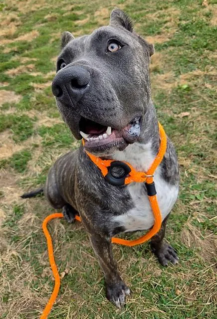 An adult extra large-sized female Presa Canario dog named Oatmeal for adoption in Olivette, MO