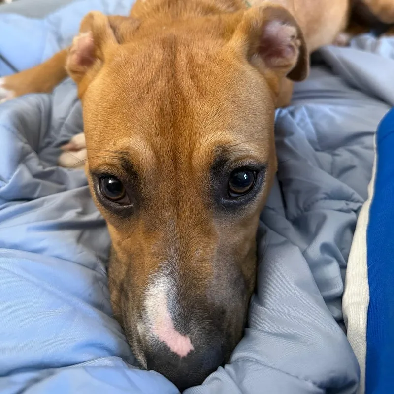 A young medium-sized female Brown / Chocolate Pit Bull Terrier dog named Shirley for adoption in Greensboro, NC