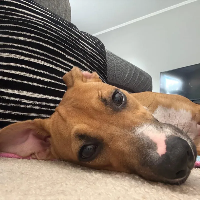 Shirley thumbnail 6