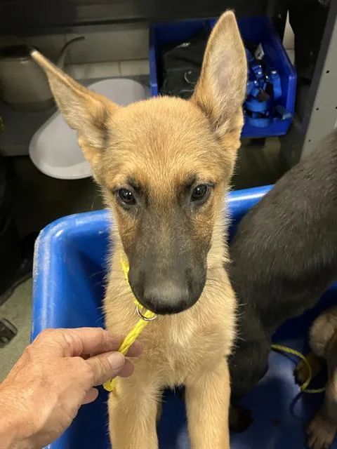 A baby large-sized male German Shepherd Dog dog named Ford for adoption in Dallas, TX