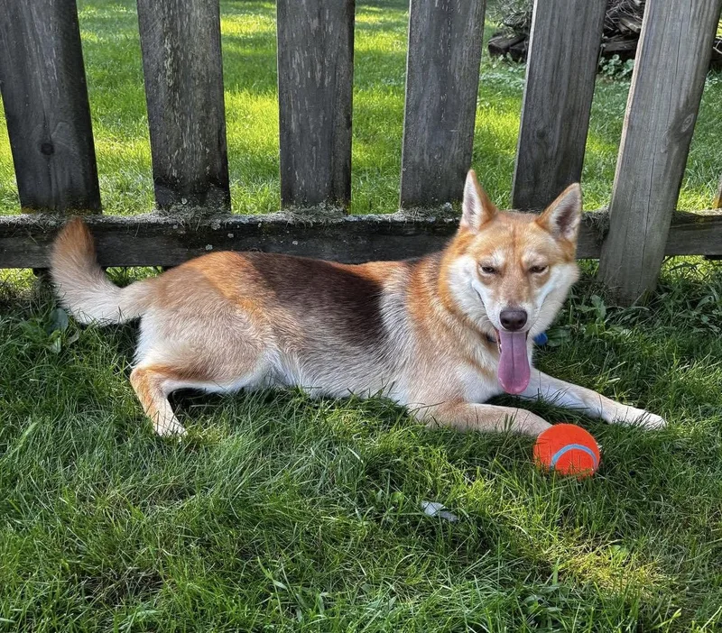 A young medium-sized female Akita dog named Moda for adoption in Germantown, OH