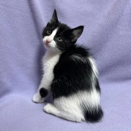 A baby small-sized female Domestic Short Hair cat named Angie Lopez for adoption in Janesville, WI
