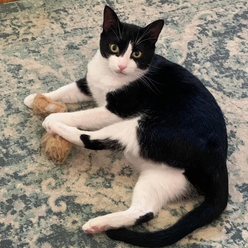 Mr Rogers thumbnail 6