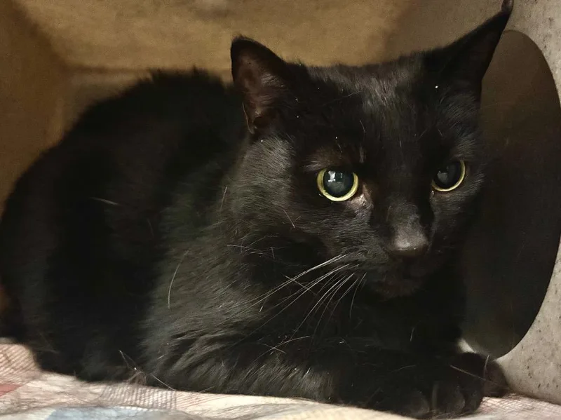 A senior small-sized female Domestic Short Hair cat named Razzie for adoption in Powell, OH