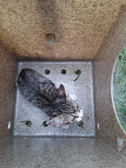 An adult small-sized female Domestic Short Hair cat named Leonarda for adoption in Shreveport, LA