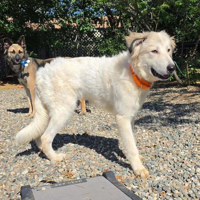 An adult medium-sized male White / Cream Mixed Breed dog named Oliver for adoption in Prescott, AZ