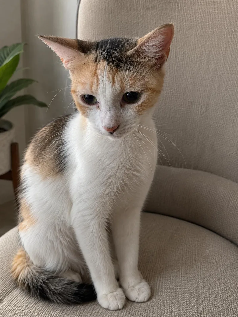 A baby medium-sized female Domestic Short Hair cat named Cecelia for adoption in Oviedo, FL