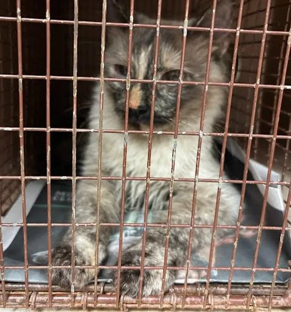 An adult small-sized female Siamese cat named Persephone for adoption in Austin, TX