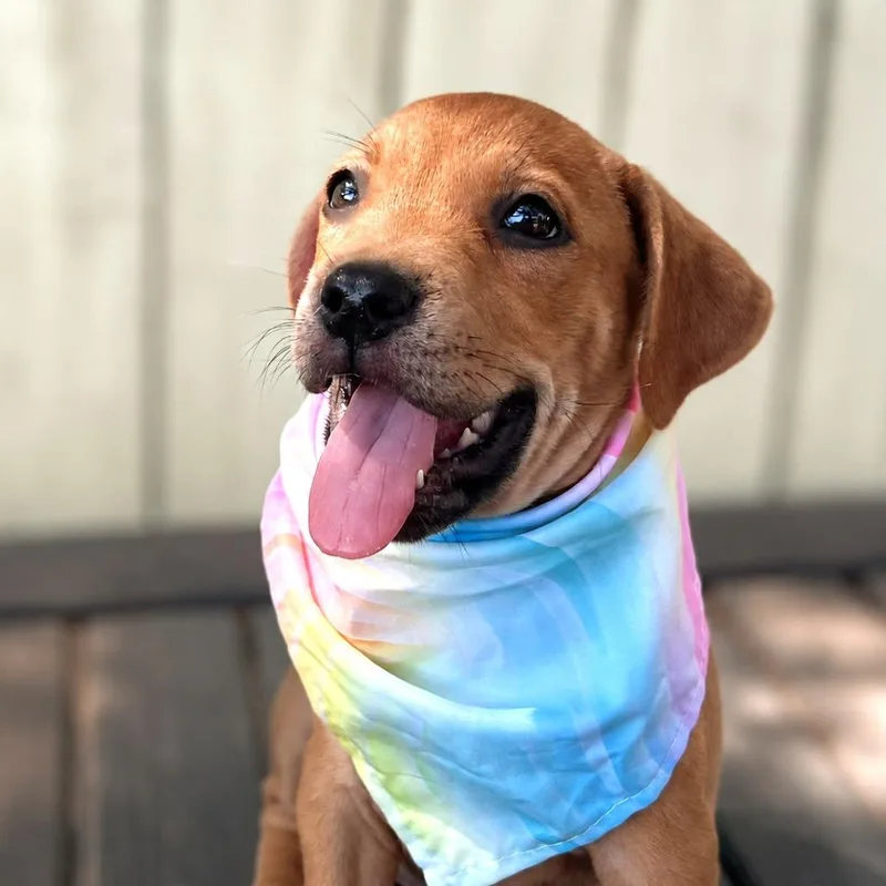 A baby small-sized female Yellow / Tan / Blond / Fawn Labrador Retriever dog named Spice Girl for adoption in Boerne, TX