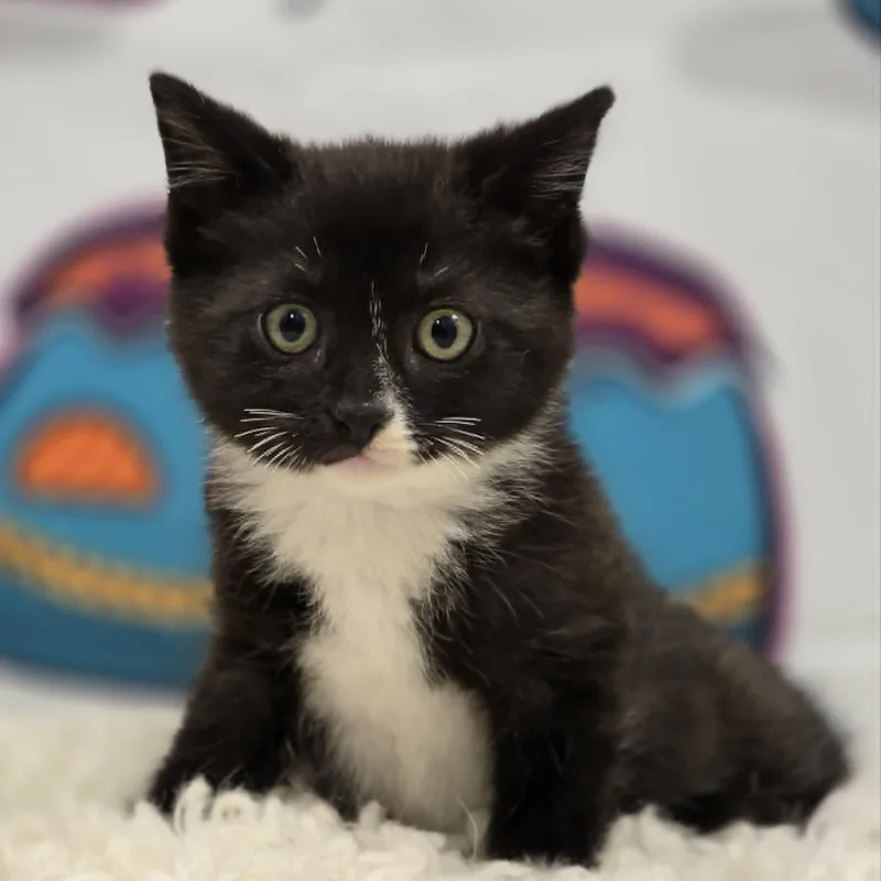 A young medium-sized male Black & White / Tuxedo Domestic Short Hair cat named Denali for adoption in Effingham, IL