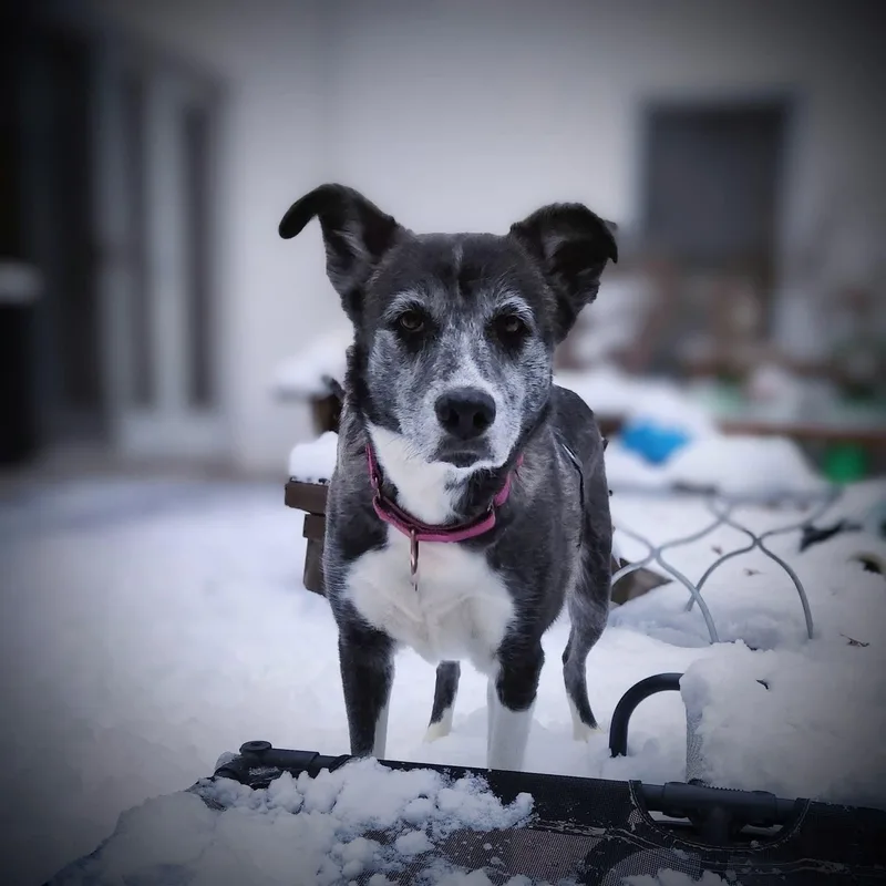 Audrey thumbnail 3
