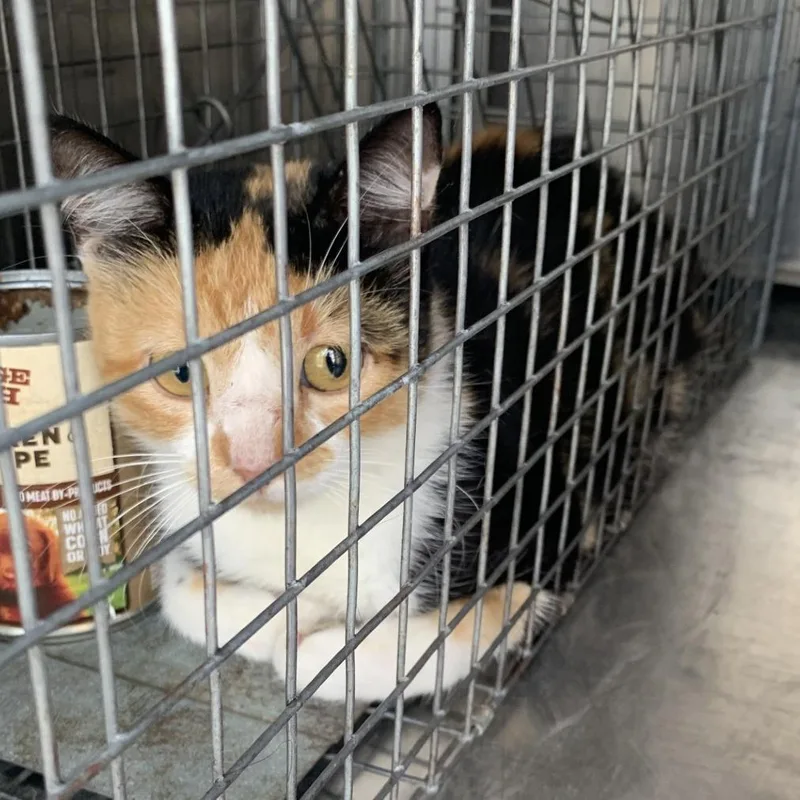 A young small-sized female White Domestic Short Hair cat named Morticia for adoption in Buchanan Dam, TX
