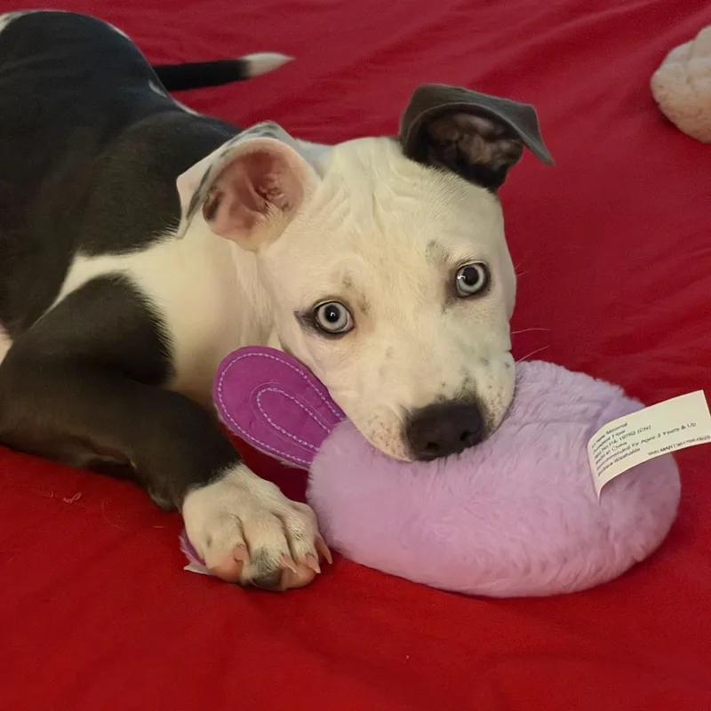 Peaches thumbnail 5