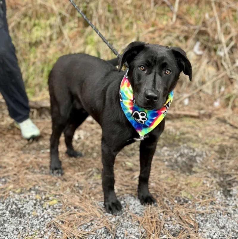 A young large-sized male Labrador Retriever dog named Ace for adoption in Ellijay, GA
