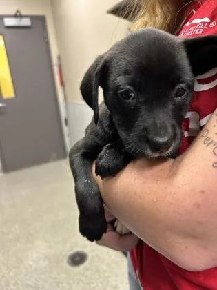 A young large-sized female Labrador Retriever dog named Artemis for adoption in Kansas City, MO