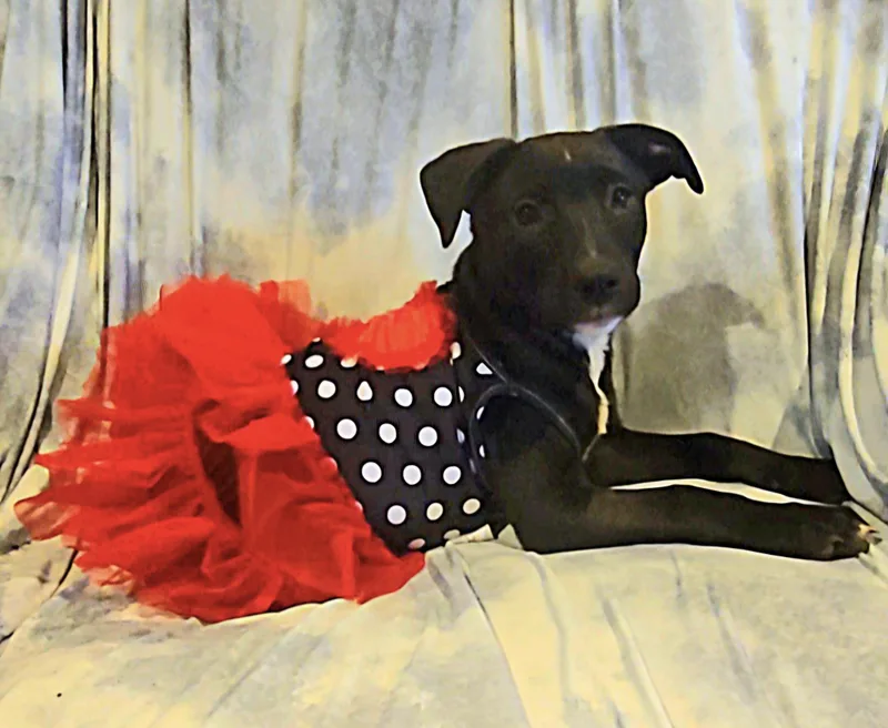 Bebe thumbnail 4
