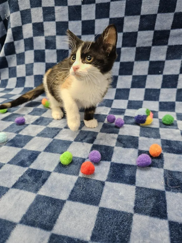 A baby small-sized female Black & White / Tuxedo Domestic Short Hair cat named Whir for adoption in Raleigh, NC