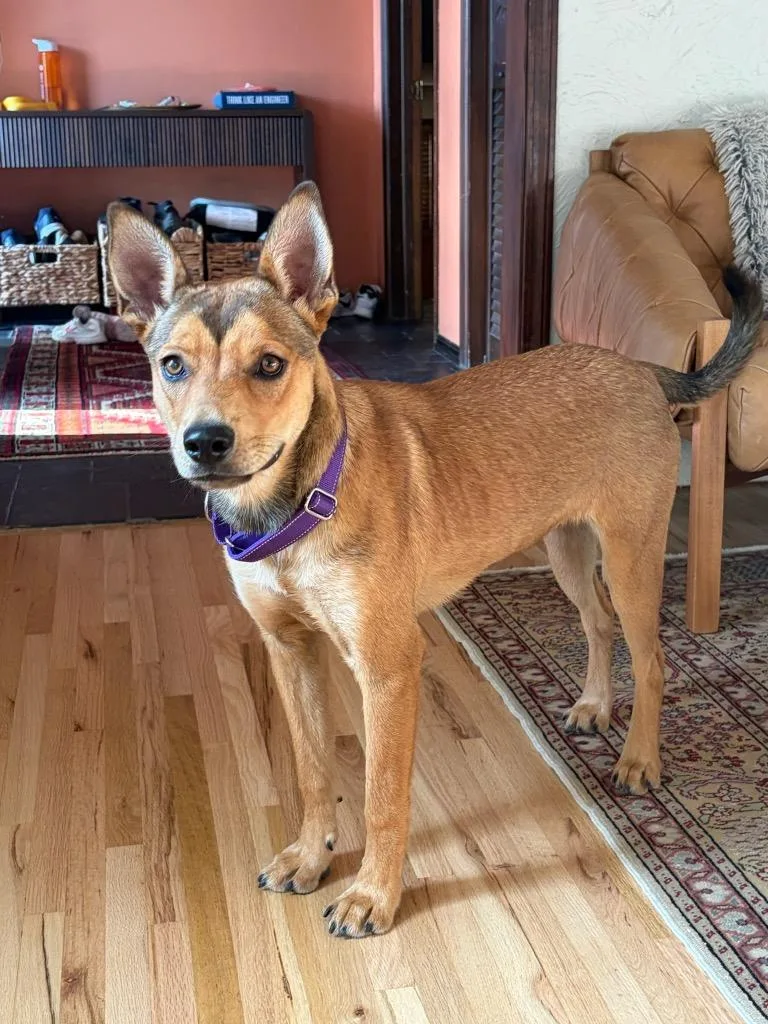 A baby medium-sized female Australian Cattle Dog / Blue Heeler dog named Yayok for adoption in Fort Lupton, CO