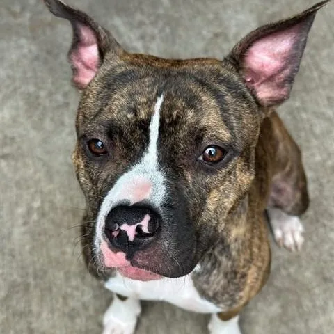 A young medium-sized female Brown / Chocolate Pit Bull Terrier dog named Matcha for adoption in Chicago, IL