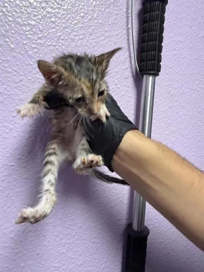 A baby small-sized female Gray / Blue / Silver Domestic Short Hair cat named 61565267 for adoption in El Paso, TX