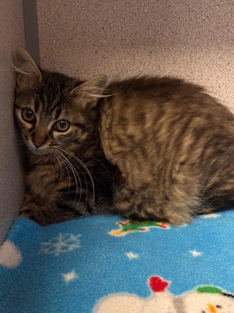 A baby small-sized female Domestic Medium Hair cat named Funfetti for adoption in Liverpool, NY