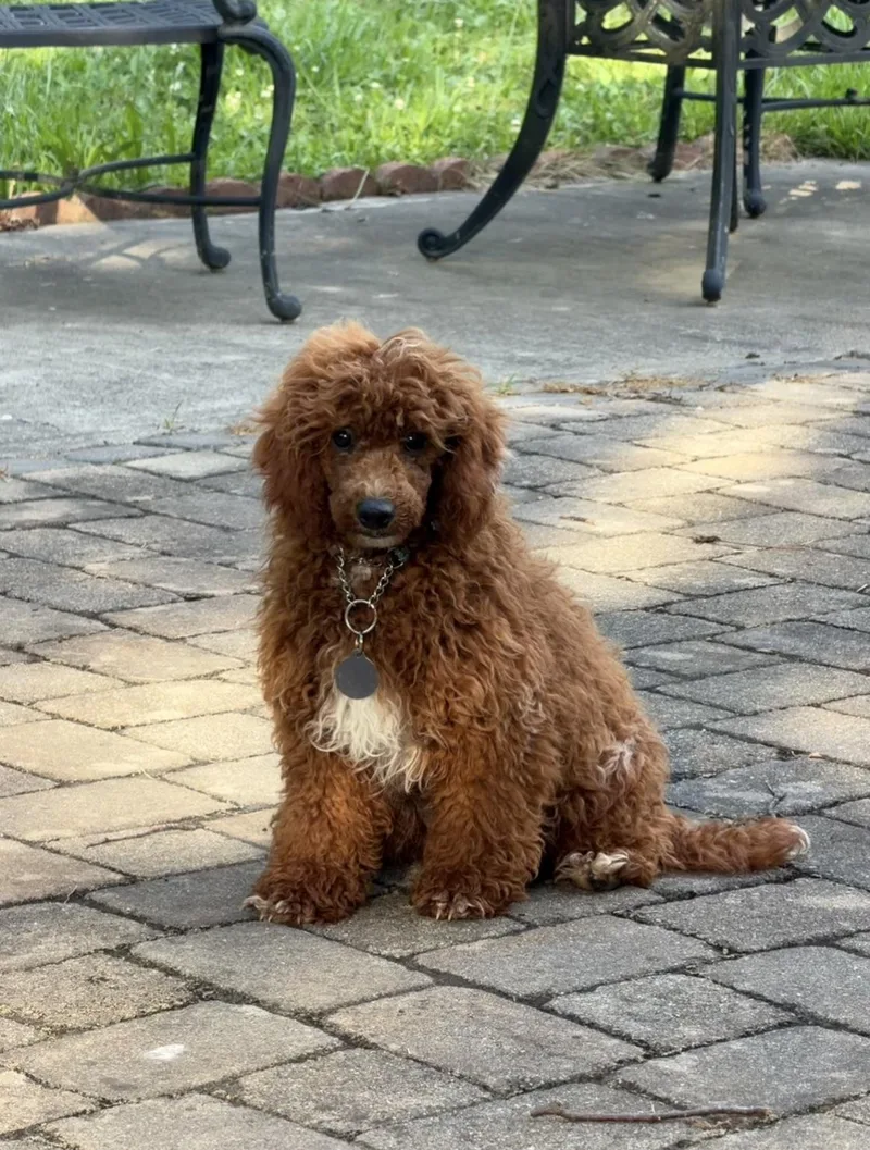 Bruno