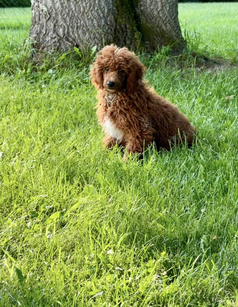 Bruno thumbnail 2