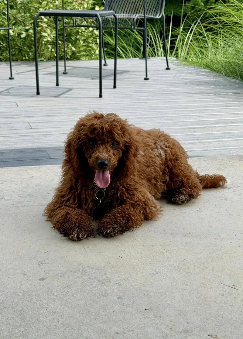 Bruno thumbnail 3