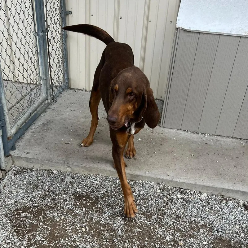 A young large-sized male Bicolor Bloodhound dog named Jethro for adoption in Troy, MO