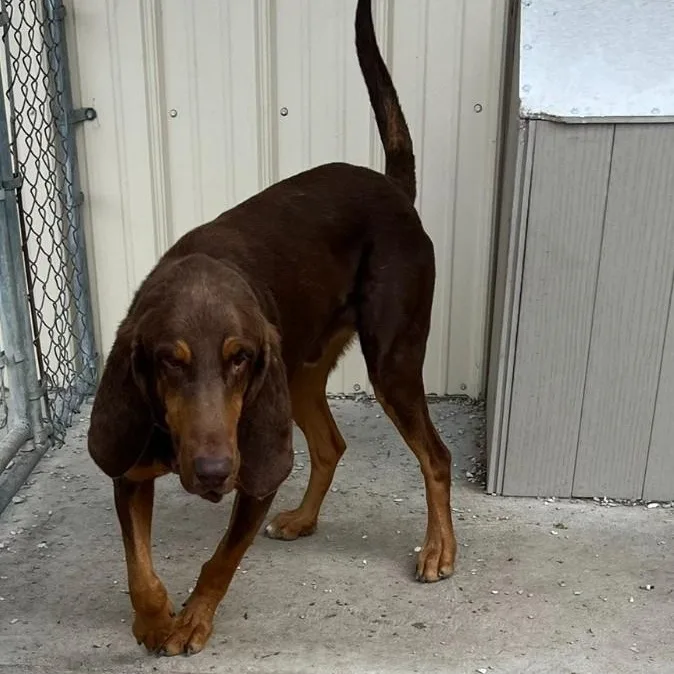 Jethro thumbnail 2
