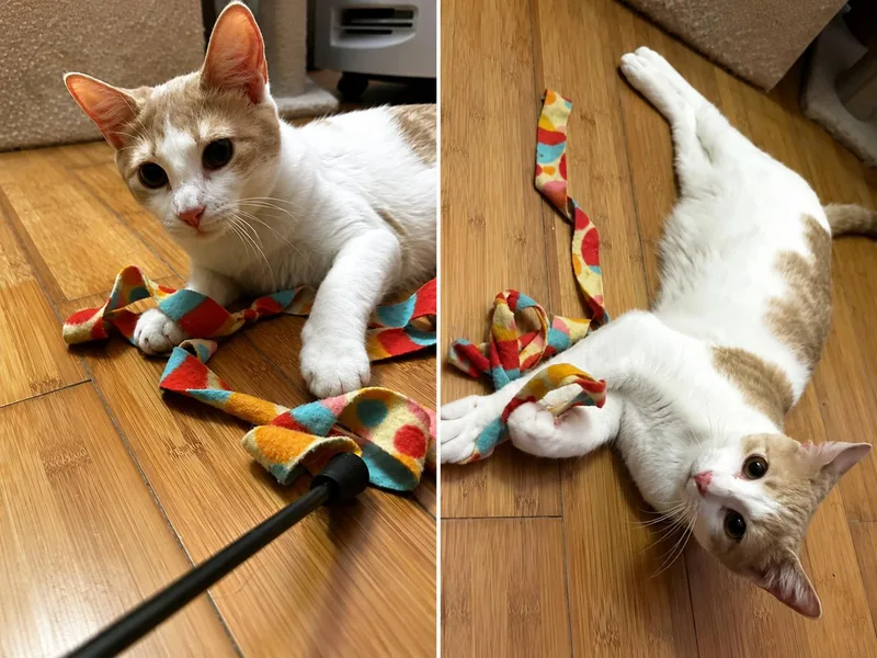An adult medium-sized female Orange & White Domestic Short Hair cat named Stella for adoption in Belchertown, MA