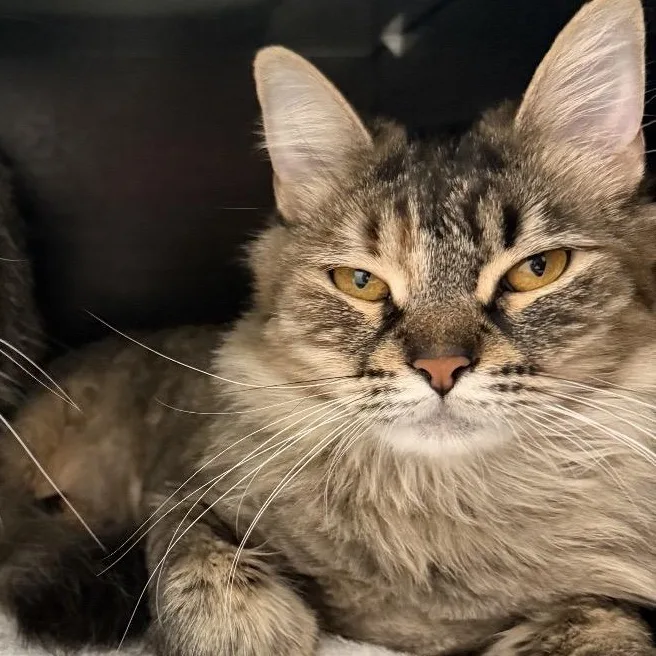 A young medium-sized female Tabby (Brown / Chocolate) Domestic Medium Hair cat named Precious for adoption in Malibu, CA