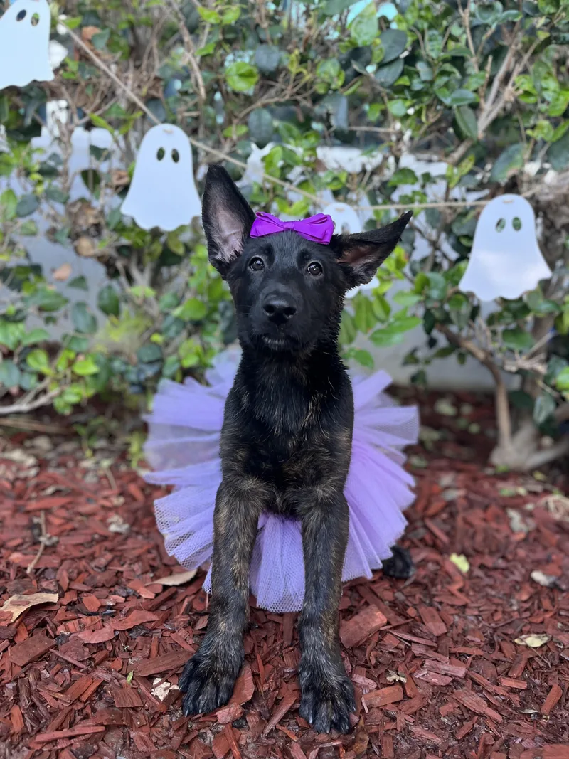 A baby medium-sized female Dutch Shepherd dog named Iris for adoption in South El Monte, CA