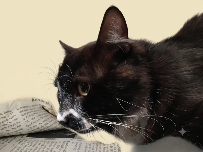A young extra large-sized male Domestic Short Hair cat named Kaya for adoption in Los Angeles, CA