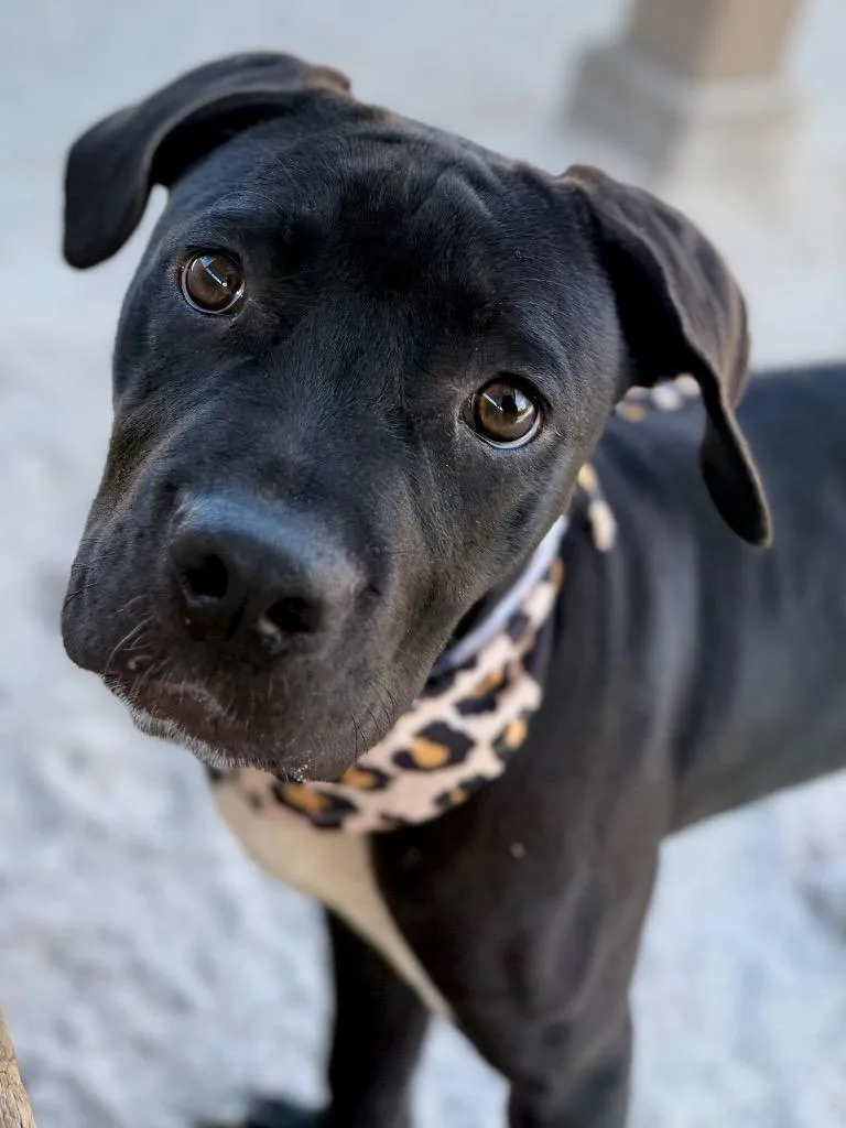 A baby medium-sized female Mixed Breed dog named C Pansy for adoption in Muskegon, MI